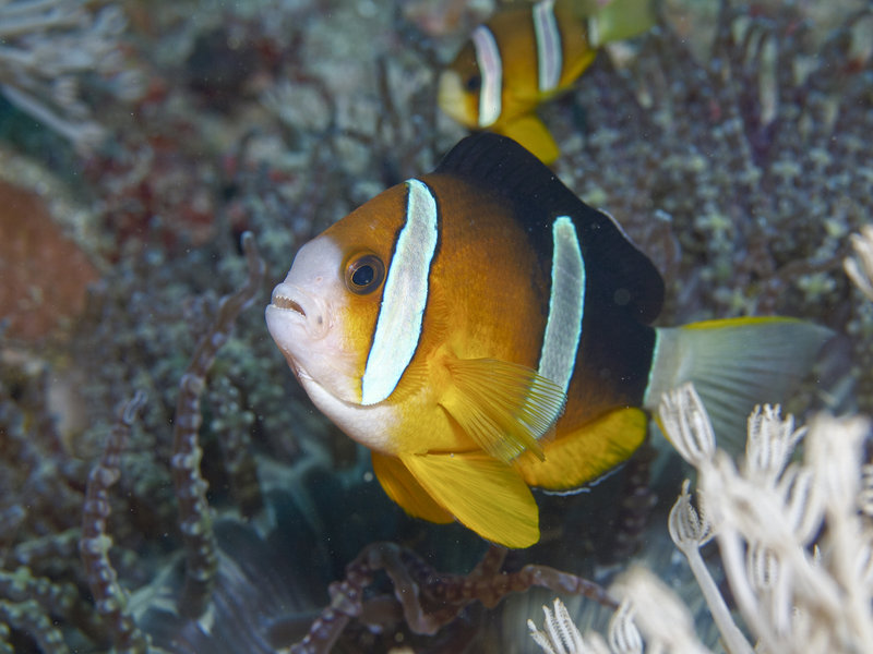 Anemone Fish, Monkey Beach Wreck